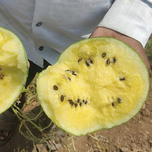 Watermelon Yellow Flesh Round Hybrid F1 Seeds