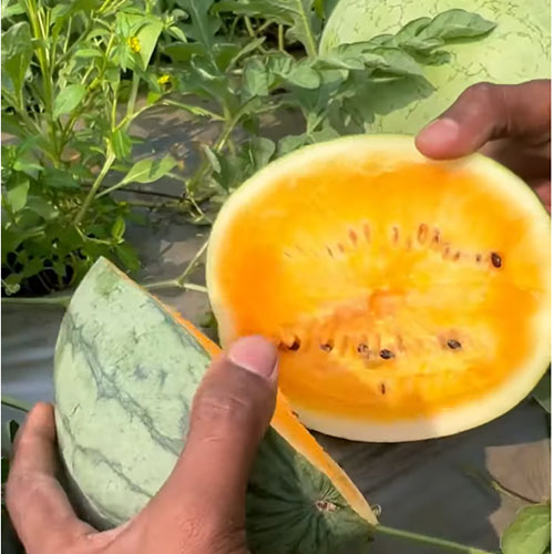 Watermelon Orange Hybrid F1 Seeds