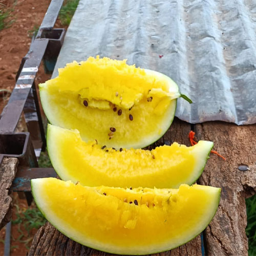 Watermelon Yellow Flesh Round Hybrid F1 Seeds