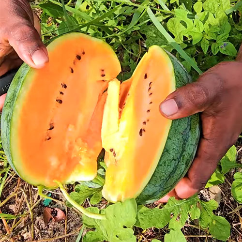 Watermelon Orange Hybrid F1 Seeds