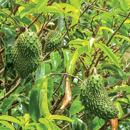 Mullatha Soursop Annona muricata Fruit Live Plant