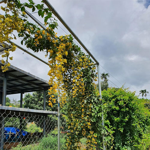 Golden Cascade Creeper Flowering Live Plant 