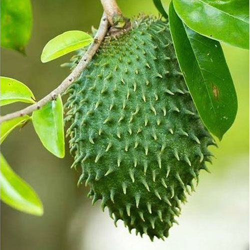 Mullatha Soursop Annona muricata Fruit Live Plant