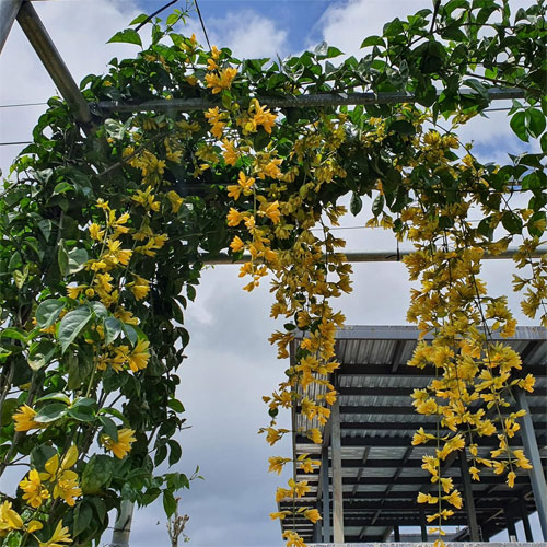 Golden Cascade Creeper Flowering Live Plant 