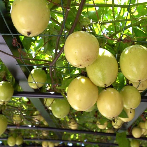 Yellow Passion Fruit Live Plant
