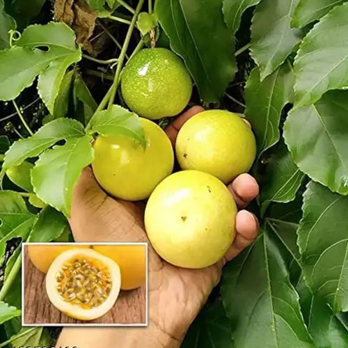 Yellow Passion Fruit Live Plant