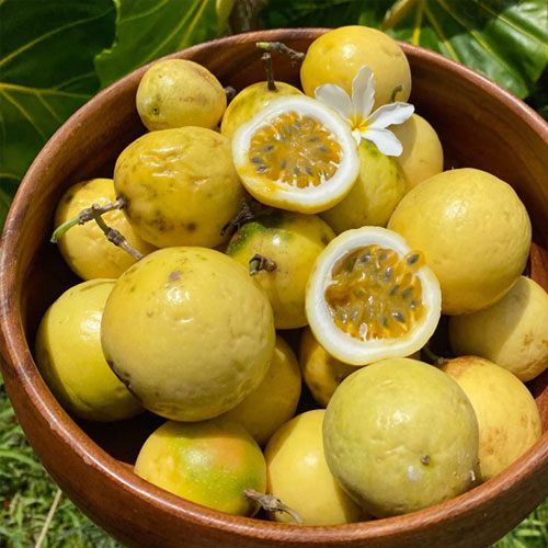 Yellow Passion Fruit Live Plant