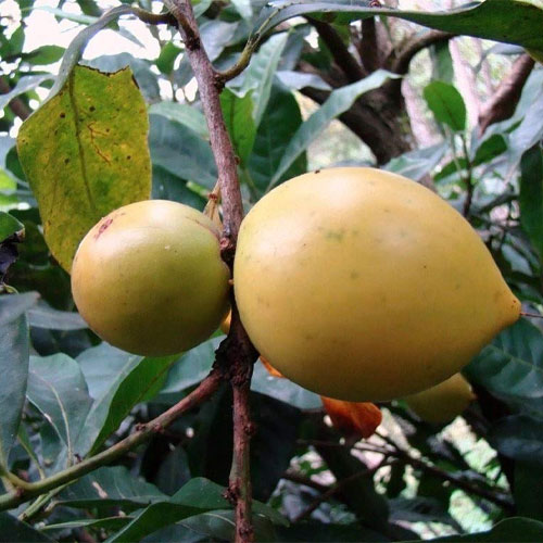 Giant Abiu Live Fruit Plant
