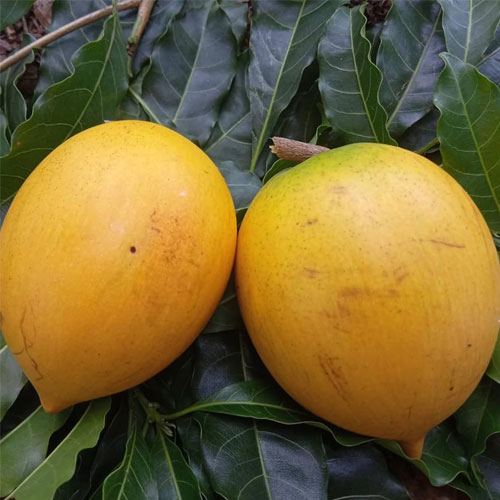 Giant Abiu Live Fruit Plant