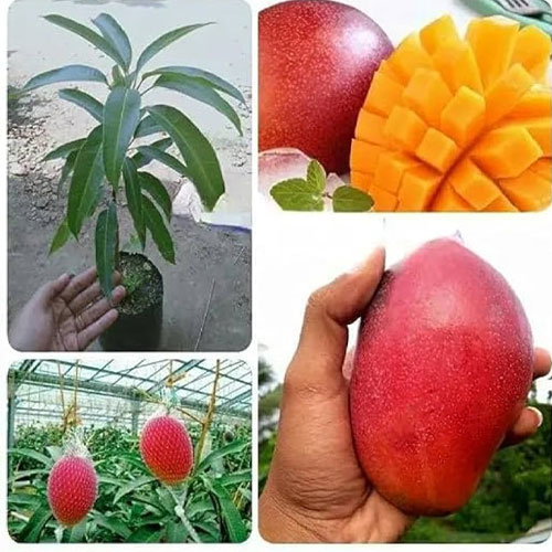 Miyazaki Mango Grafted Live Plant