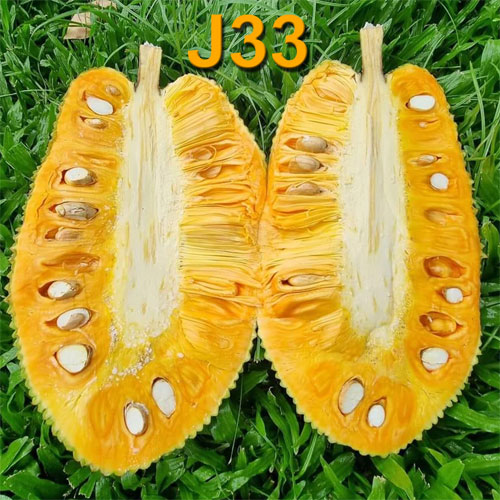 Jackfruit Malaysian J33 Budded Live Plant