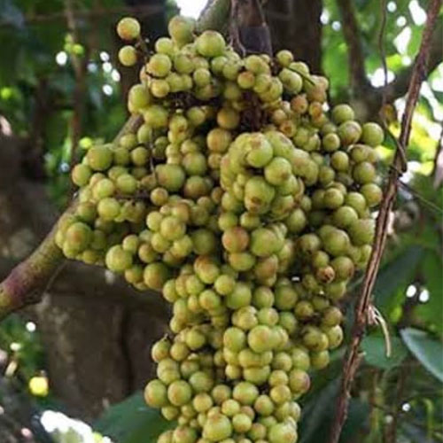 Cambodian Wild Grape Live Plant