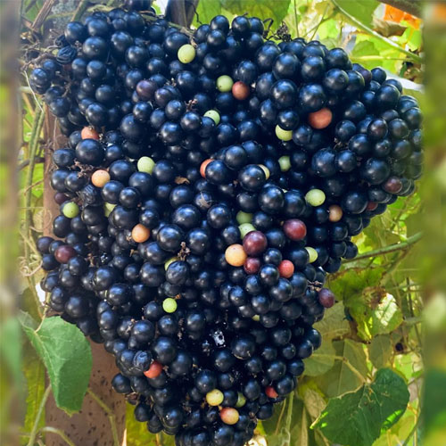 Cambodian Wild Grape Live Plant