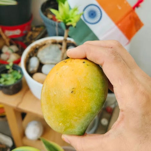 Kalapadi Mango Grafted Live Plant