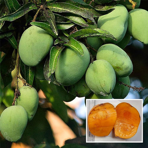 Kalapadi Mango Grafted Live Plant