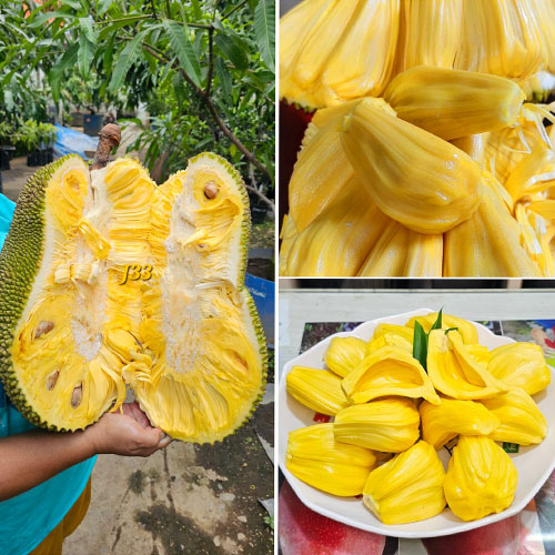 Jackfruit Malaysian J33 Budded Live Plant