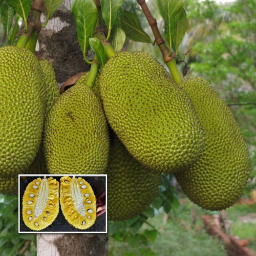 Jackfruit Malaysian J33 Budded Live Plant