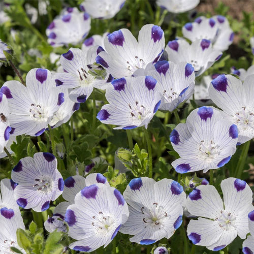 Nemophila Five Spot Wild Flower Seeds