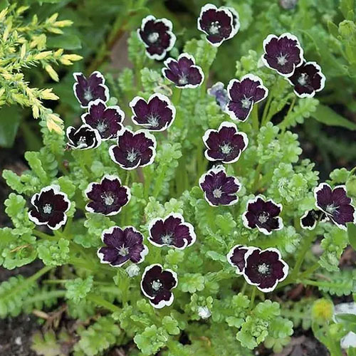 Nemophila Penny Black Flower Seeds
