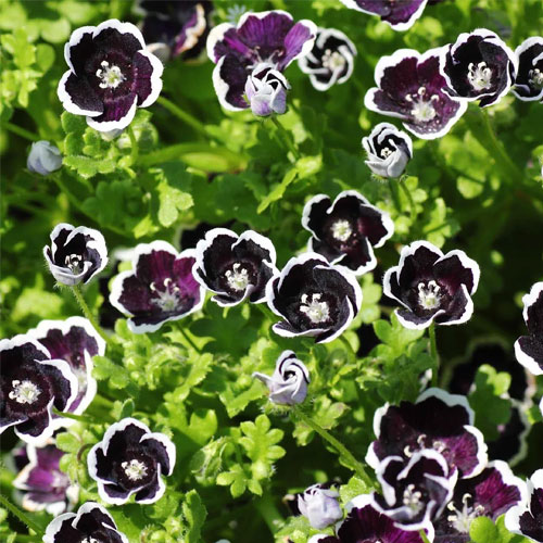 Nemophila Penny Black Flower Seeds