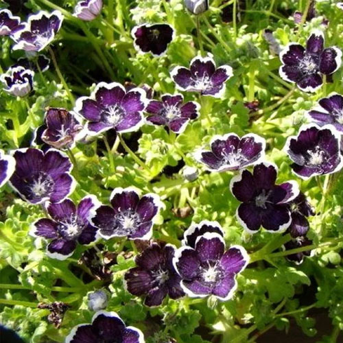 Nemophila Penny Black Flower Seeds