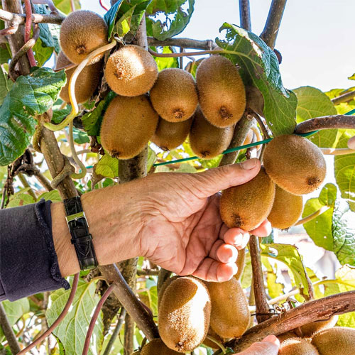 Kiwi Fruit Seeds