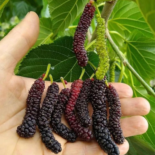 Mulberry Fruit Seeds