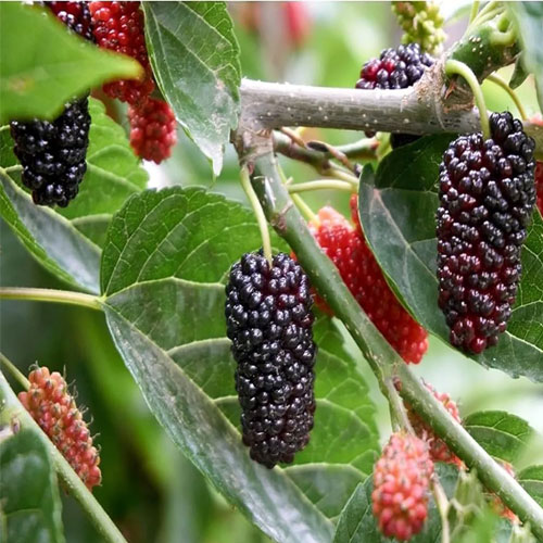 Mulberry Fruit Seeds