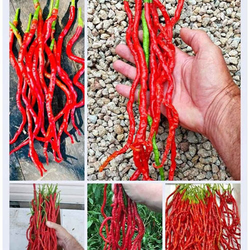chilli 1 Feet Long Thunder Mountain Long Horn Chilli Seeds