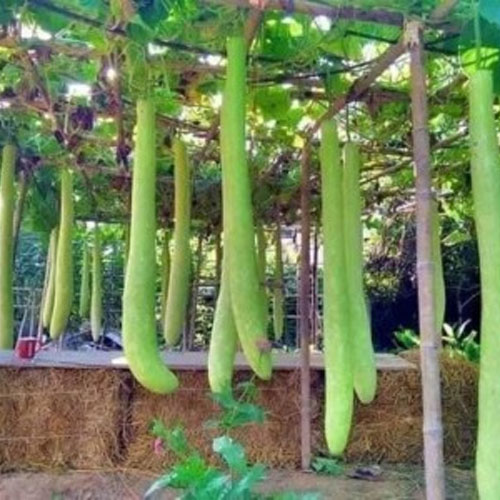 Extra Long Bottle Gourd Lauki Ghiya Seeds