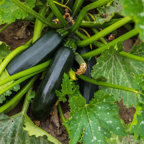 Zucchini Black Long Hybrid F1 Seeds