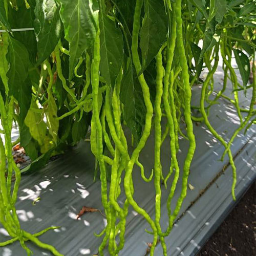 chilli 1 Feet Long Thunder Mountain Long Horn Chilli Seeds