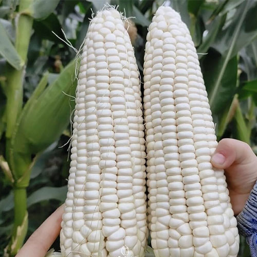 White Corn Seeds