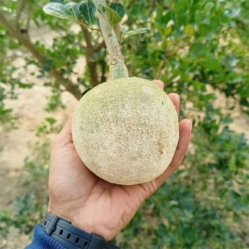 Wood Apple Bael Fruit Seeds
