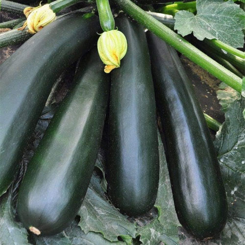 Zucchini Black Long Hybrid F1 Seeds