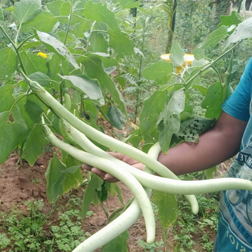 Illikomban Long Green SnakeBrinjal Seeds
