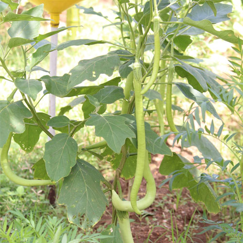 Illikomban Long Green Snake Brinjal Seeds