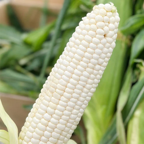 White Corn Seeds