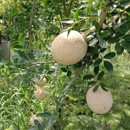 Wood Apple Bael Fruit Seeds
