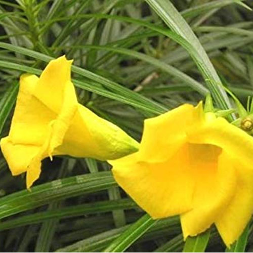 Yellow Oleander Kaner Seeds