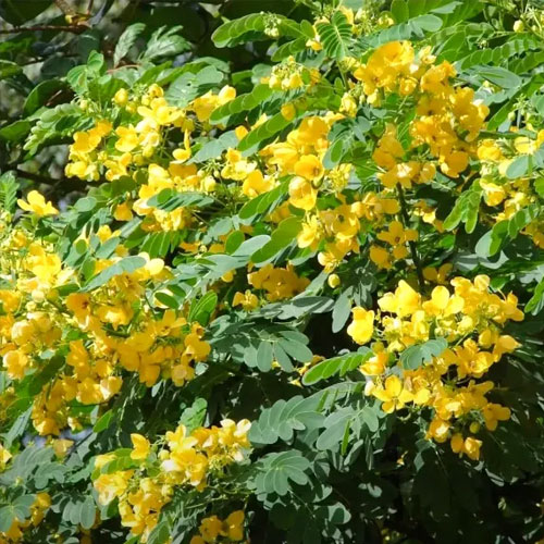 Cassia Glauca Seeds