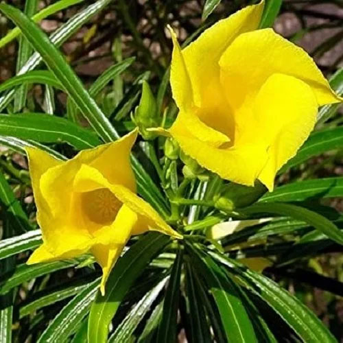 Yellow Oleander Kaner Seeds