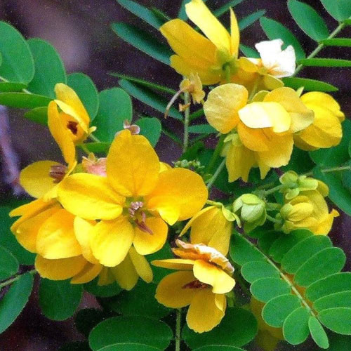 Cassia Glauca Seeds
