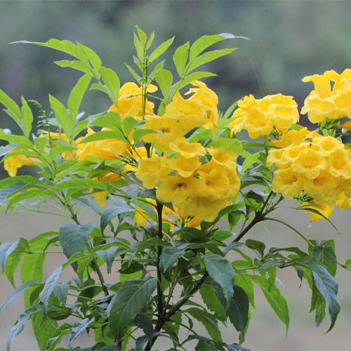 Tecoma stans Yellow Bell Flower Seeds
