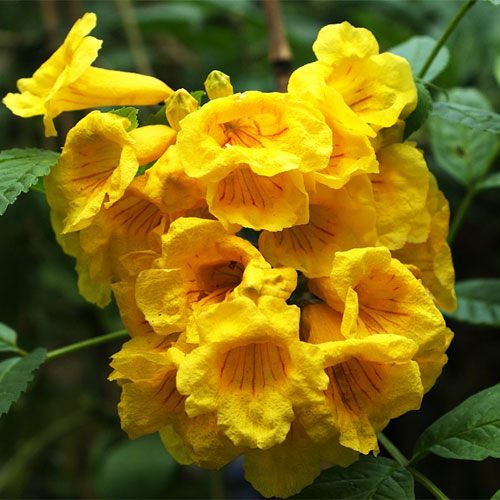 Tecoma stans Yellow Bell Flower Seeds