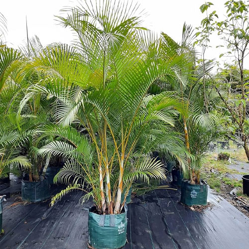 Areca Palm Seeds