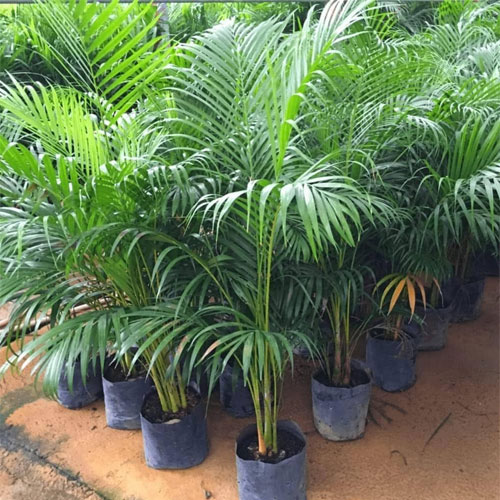 Areca Palm Seeds
