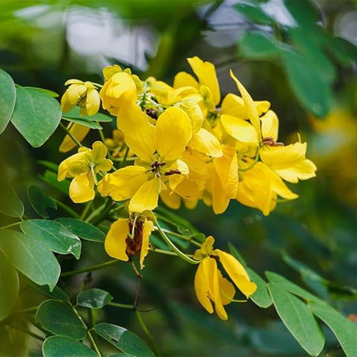 Cassia Senna Siamea Seeds
