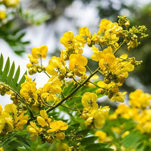 Cassia Senna Siamea Seeds