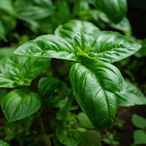 Basil Verred Green Seeds